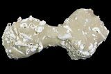 Gastropod (Turritella) In Sandstone - Virginia #66394-2